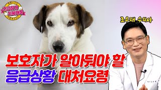 우리 개가 갑자기 숨을 안 쉰다면?ㄷㄷㄷ이렇게 해보세요