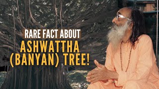 43 of 108 | Rare fact about Ashwattha (Banyan) Tree! | Swami Chinmayananda  | Bhagavad Gita Ch15