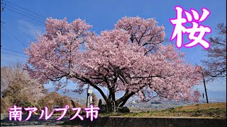 絶景!! 南アルプス市にある富士山と一本桜 2024 ｜One cherry tree | 山梨桜スポット