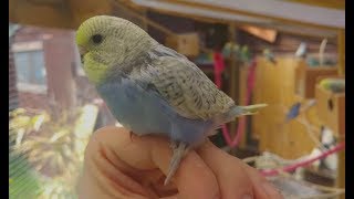 Beautiful Baby Budgies - My best babies from 2017