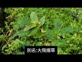 第一百零七集：飛揚草 euphorbia hirta