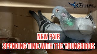 New Pair | Spending time with the Youngbirds | Racing Pigeons |