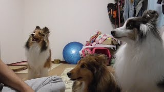 【可愛いシェルティ】犬を注意するタイミング