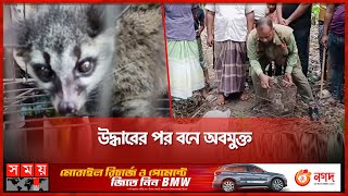 ঝিনাইদহে বিলুপ্তপ্রায় গন্ধগোকুল উদ্ধার! | Gondho Gokul Rescued | Asian Palm Civet | Somoy TV