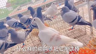 什么样的幼鸽该尽早淘汰？看看农村大叔是怎样淘汰小鸽子的