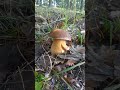 nádherný hríb bronzový. asmr funghi porcini