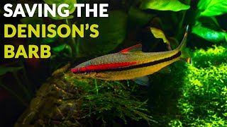 Saving the Denison's barb