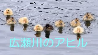 広瀬川　アヒルの家族