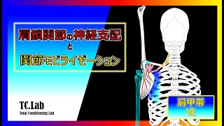 【肩鎖関節の神経支配と関節モビライゼーション//acromioclavicular joint　innervation\u0026mobilization】　肩甲帯Ⅵ