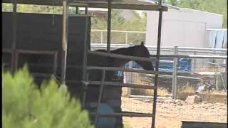Horses abandoned at foreclosed home