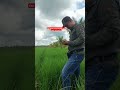 Ini baru orang lapangan cek tanaman sehat apa tidak lewat daun tanaman  #shorts #video #viral #fyp