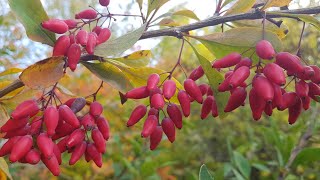 Эстония.  С голоду не умрём!!!🍏🍎🍏🍎✊. Дары эстонского леса.