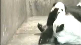 Lin Hui and Lin Ping play Chiang Mai Zoo Pandas 100509