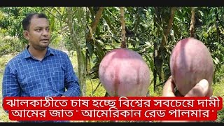 ঝালকাঠিতে চাষ হচ্ছে বিশ্বের সবচেয়ে দামী আমের জাত \