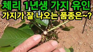 체리 1년생 신초 가지유인 방법 가지가 잘 나오는 품종이 따로있다