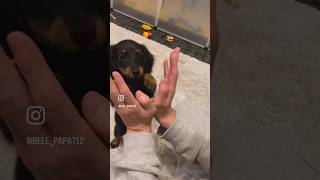 タッチ練習中のミニチュアダックスフンドの子犬