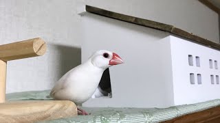 サリュおうちケーブルBOXが気に入った白文鳥 #javasparrow #shorts