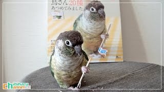 ウロコインコ：ハル 【表紙とコラボ！】 Conure: Collaboration with Cover - CompanionBird Debut