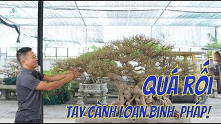 Phục chế cốt sanh và xử lý kỹ thuật giúp anh Thương Hưng Yên | NamLe Bonsai