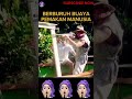 berburu buaya berakhir kematian shortvideos viral buayabesar @ramo_gao