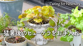 Caring for heuchera \u0026 helleborus after surviving intense summer heat | Balcony Gardening #62