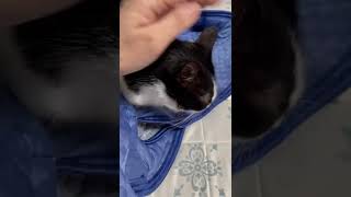 雄猫にいじめられベッドの下に隠れていたメス猫が飼い主に甘えにきた#shorts