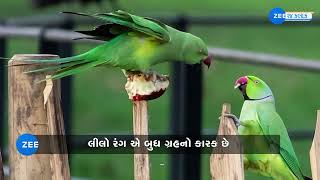 Pros of Owning Parrots | ઘરમાં પોપટ પાળવાથી શું થાય છે? આ ગ્રહ સાથે જોડાયેલું છે સીધું કનેક્શન