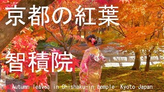 京都の紅葉　智積院　京都市　2018 Autumn leaves in Chishaku-in temple  Kyoto Japan