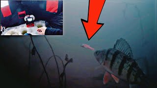 AMAZING Underwater Ice Fishing Perch In CRYSTAL CLEAR Water!