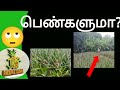 பெண்களுமா?, JNJ pineapple farming, jnjPineapplefarmin, faming, விவசாயம், அன்னாசி விவசாயம், தோட்டம்.