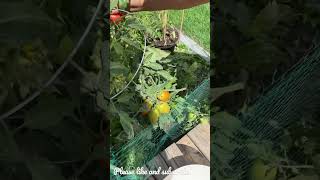 Another tomato harvest, Brampton backyard garden