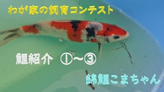 わが家の錦鯉飼育コンテスト鯉紹介①～③　吉備錦鯉産