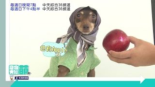 【寵物大聯萌#預告】萌翻！時尚小皮版「PPAP」 2016.10.30