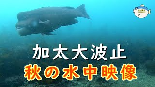 [Underwater video of Japan] The sea of the fishing spot \