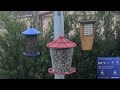 orlando florida bird cam we 02 07 2025