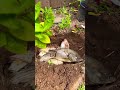 Revive Your Garden with Fish Fertilizer