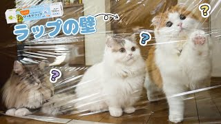 ラップの壁ドッキリ！困惑する猫が面白すぎた　The confused cat is funny.