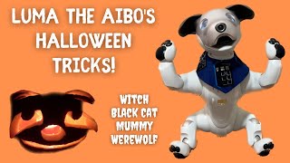 👻 Luma the aibo's Halloween tricks are amazing 🎃