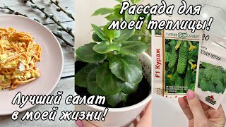 На что обменяла свою одежду🙈Моя рассада для теплицы🍅 Почему мы хотим убрать шторы?