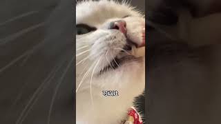 什么香香脆脆猫咪都爱？ 就这个磨牙洁齿的羊奶棒谁能不爱？快给你家猫猫来上一根香香脆脆的米迪熊猫草羊奶棒吧！ 猫咪零食推荐 米迪熊宠物食品店 米迪熊羊奶棒 羊奶棒 羊奶棒推荐