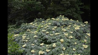 カラスザンショウの蜜を吸う昆虫たち