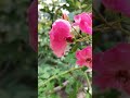 beautiful rose 蔷薇，已经从春开到秋，花期长且香飘四溢