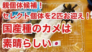 【夏レプお迎え②】超美個体！魅力溢れる国産種カメお迎え！