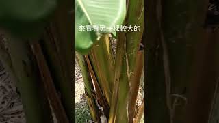 芭蕉的採收矮化實驗（經過兩週）