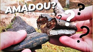 Foraging for the Horse Hoof Fungus | Bushcraft Tinder Hunting (Amadou Harvesting)