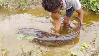 Monster Catfish catch In Mud Water || Incredible fishing