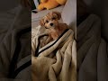 176번째 땅콩이성장기록💛 땅콩이 어디있지 🐶 말티푸 땅콩 성장기록