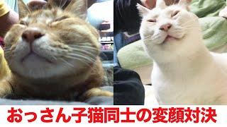 対決！ベテラン子猫VSシニア子猫 The veteran kitten and the senior kitten