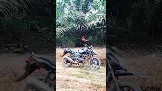 Suara kokok ayam pikat F2