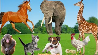 Unique Appearances of Animals: Monkey, Elephant, Horse, Chicken, Giraffe - Animal Videos